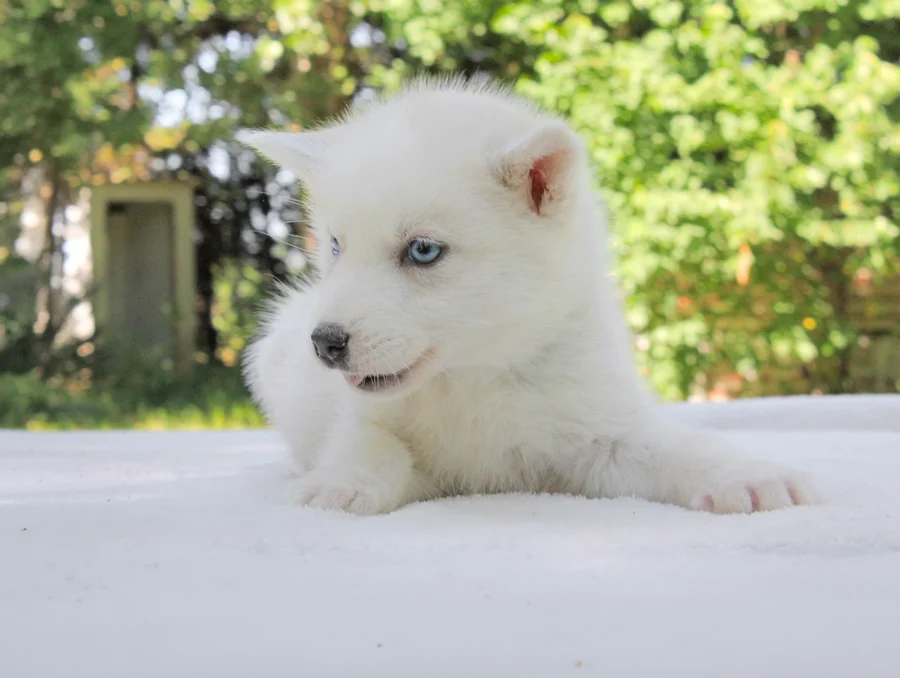 Husky Hayes5