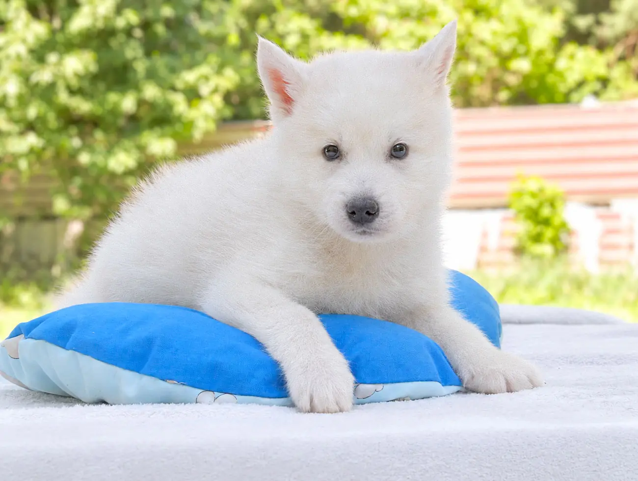 Husky Cuccioli