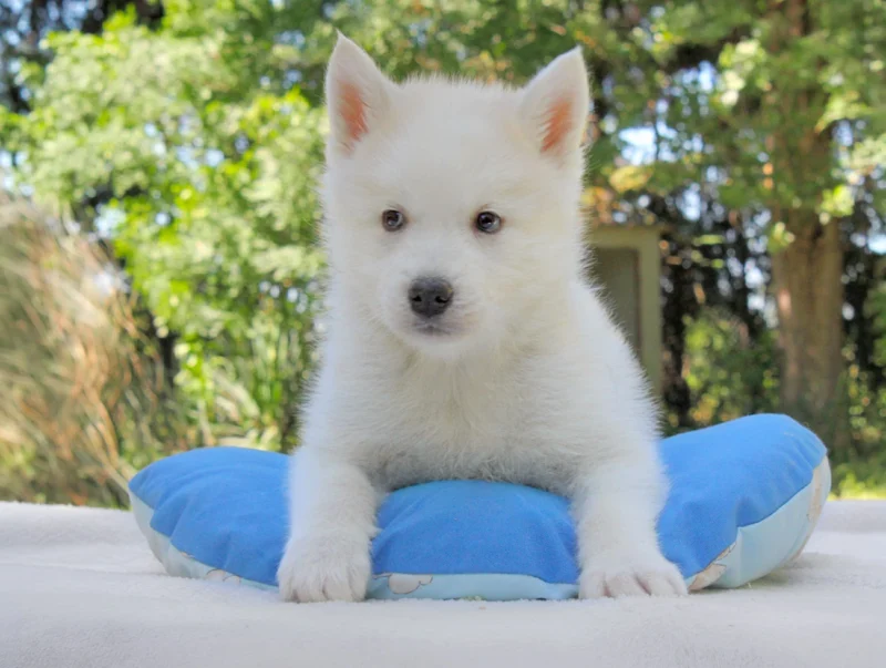 Cuccioli di Husky