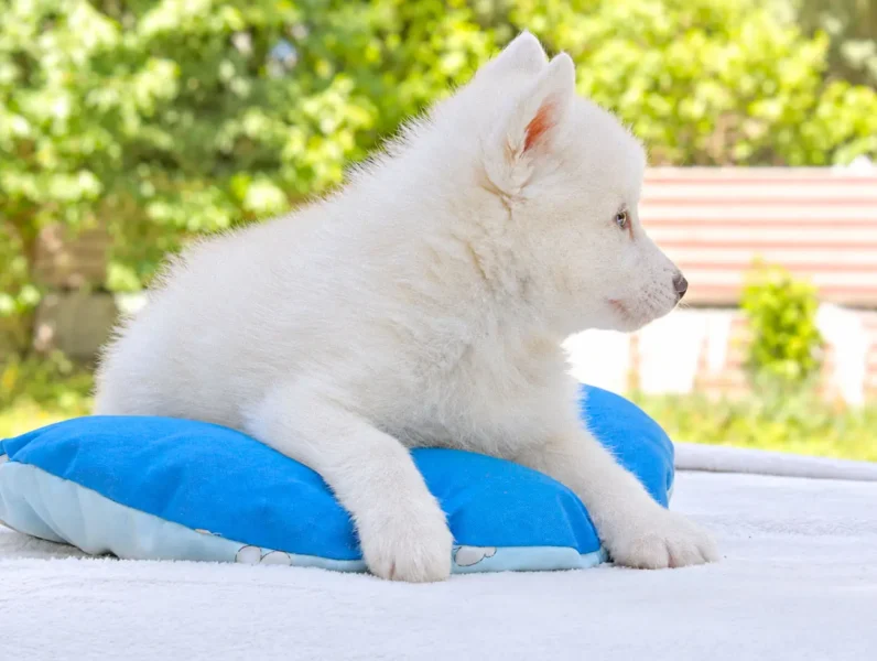Cuccioli di Husky