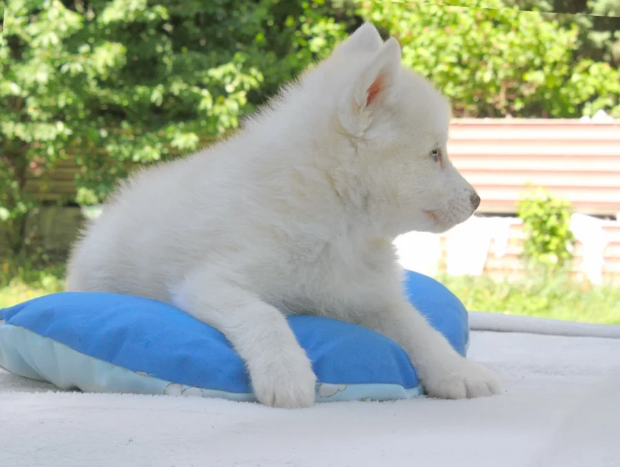 Husky Holden2