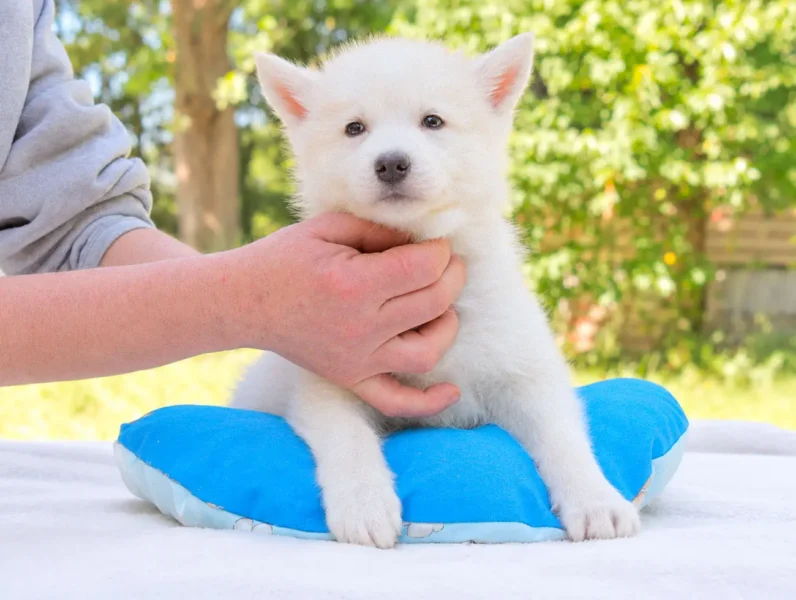 Allevamento Siberian Husky
