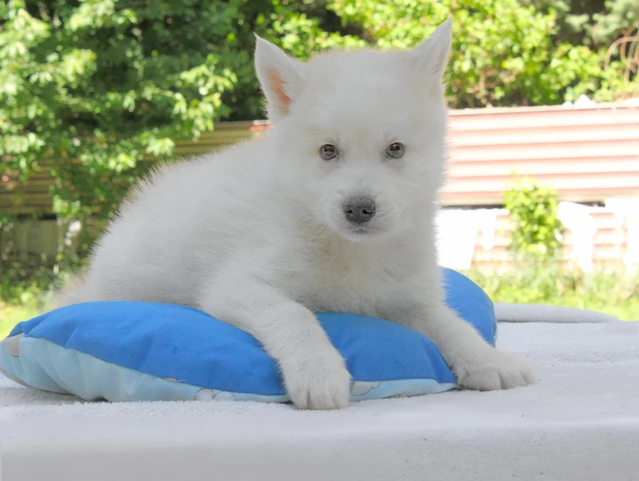 Husky Holden3