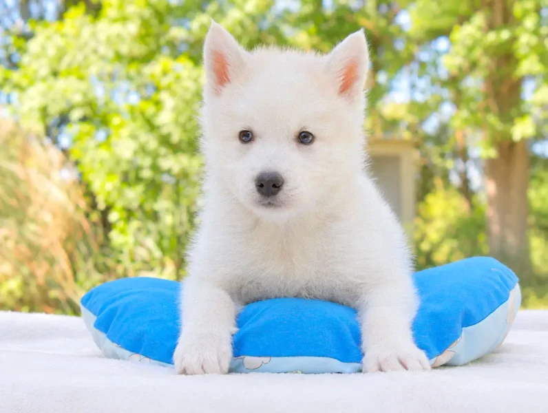 Cuccioli Siberian Husky
