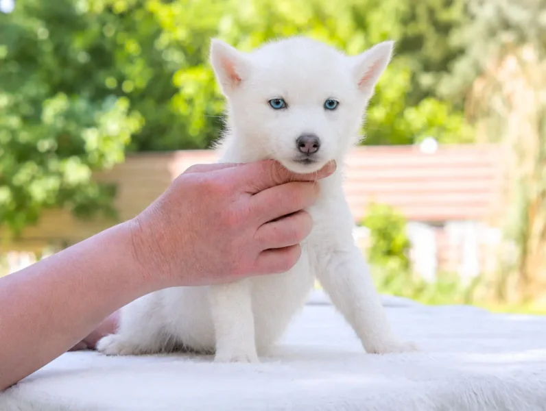 Cuccioli Siberian Husky