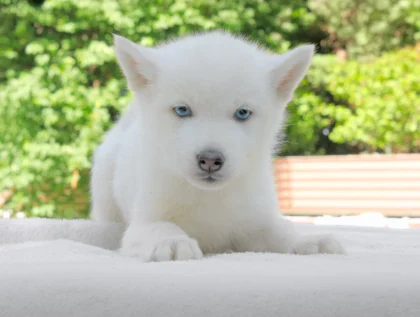 Husky Kima1