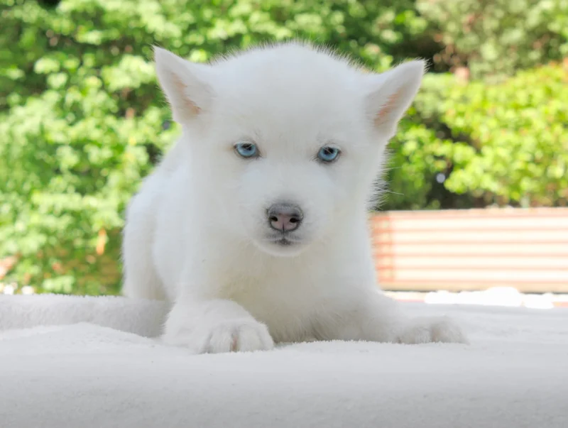 Allevamento Husky