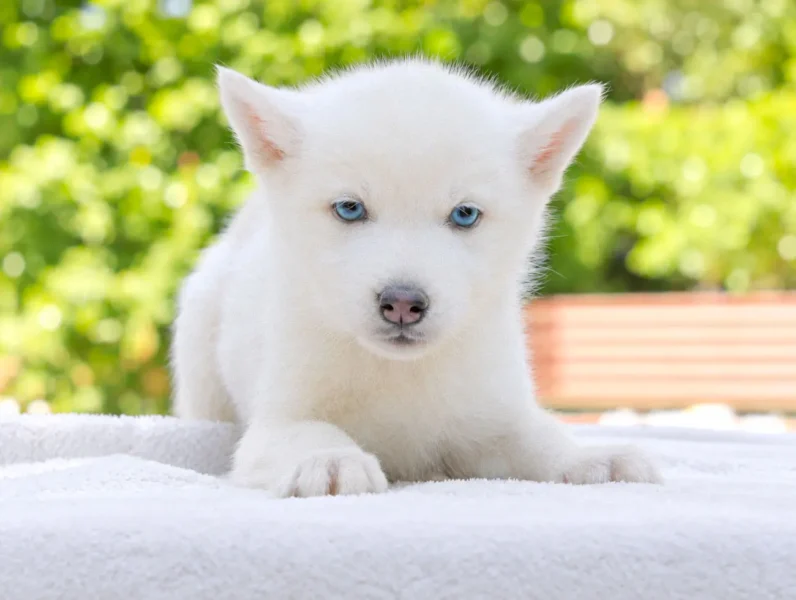 Husky Kima2 1
