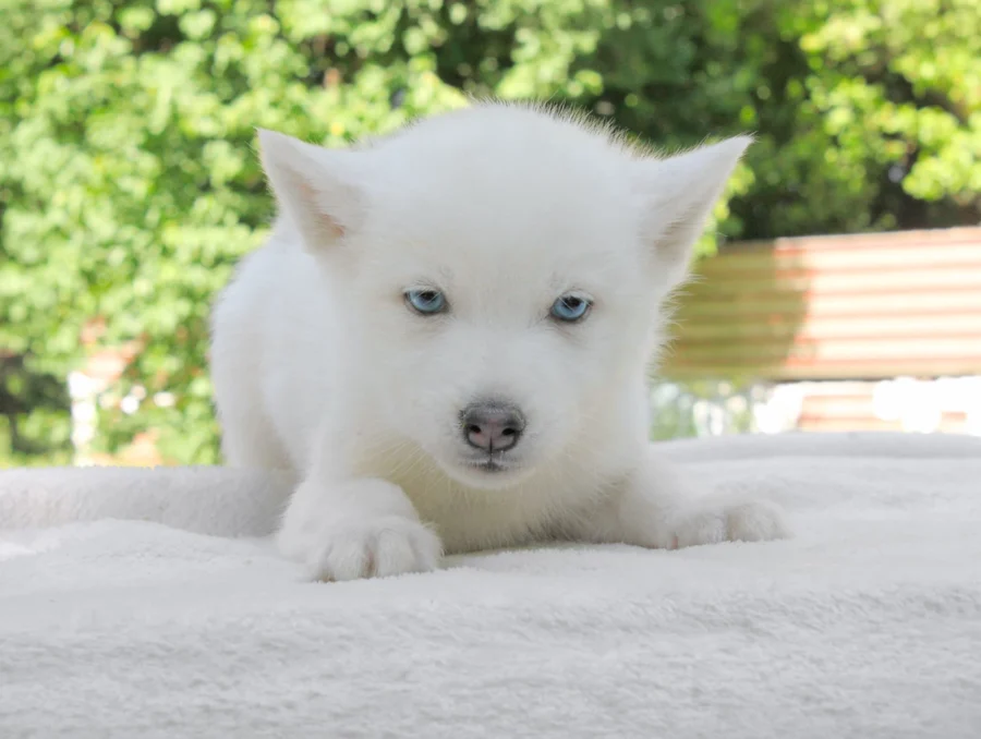 Husky Kima2