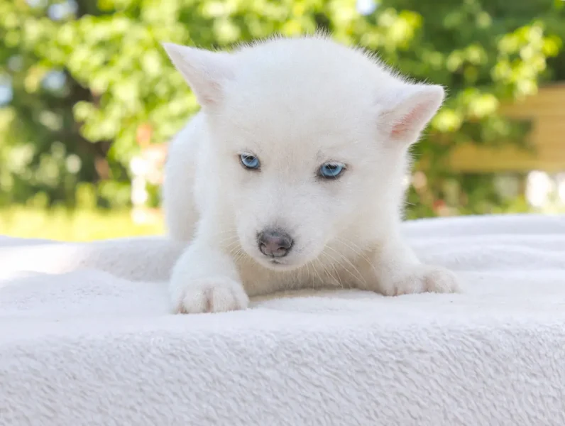 Husky Kima3 1