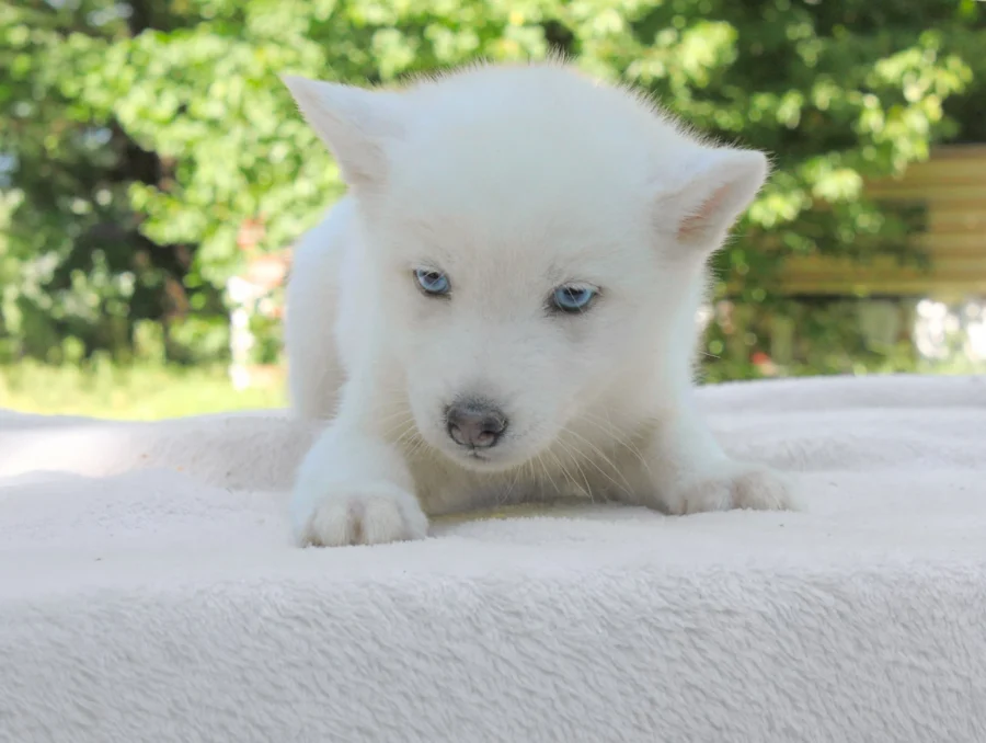 Husky Kima3