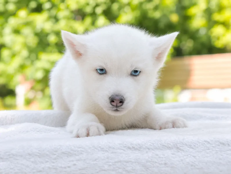 Husky Kima4 1