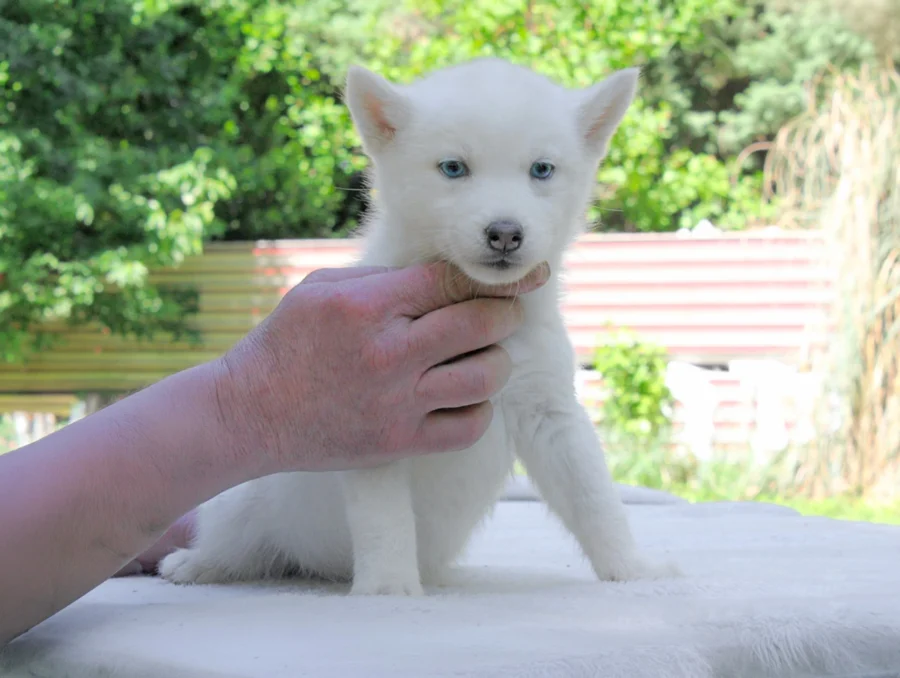 Husky Kima4