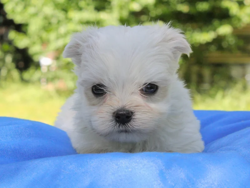 Allevamento Maltese