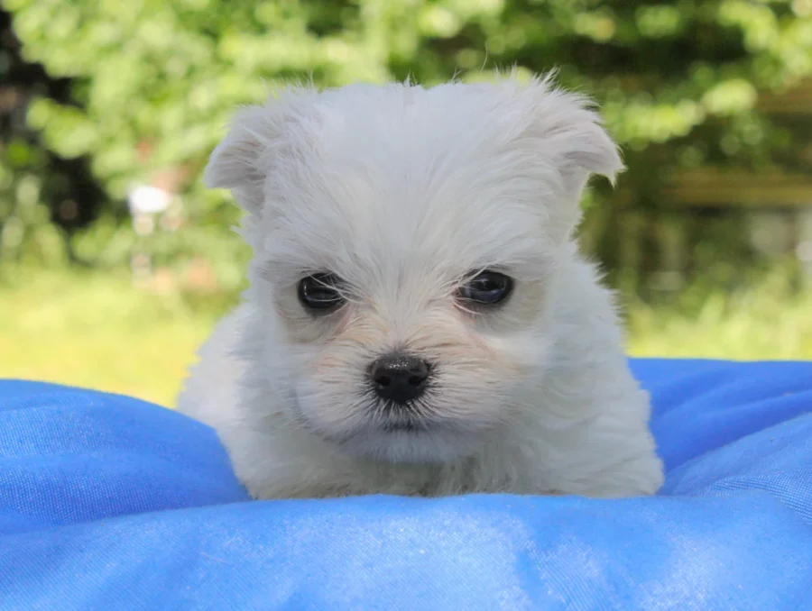 Maltese Eddie1