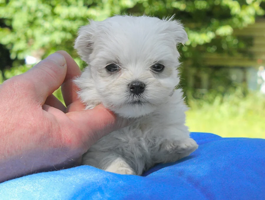 Maltese Eddie2