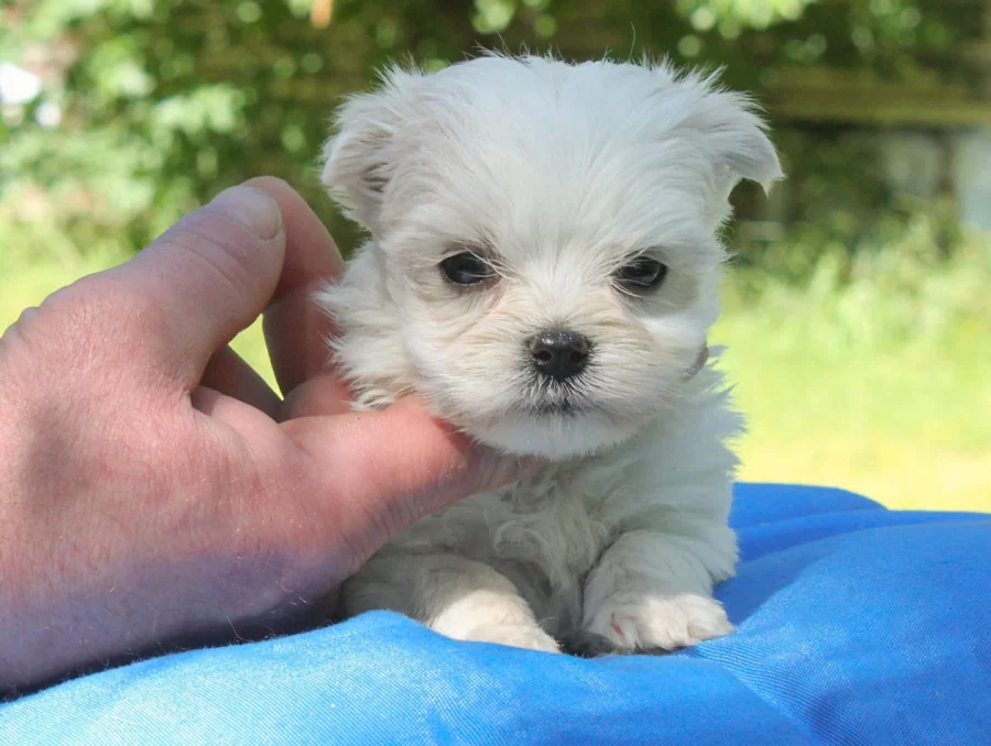 Maltese Eddie3