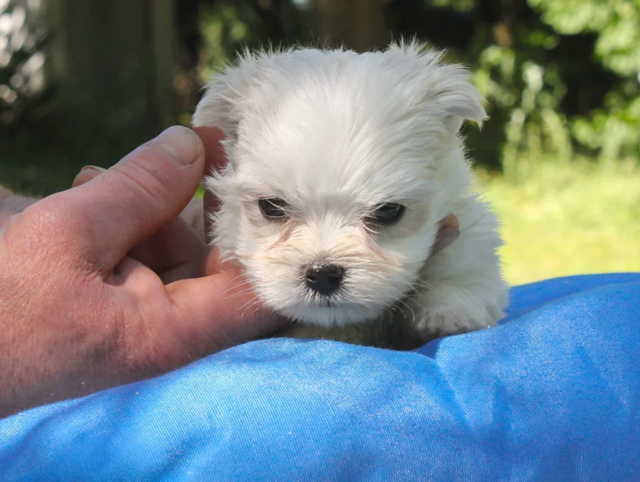 Maltese Eddie4