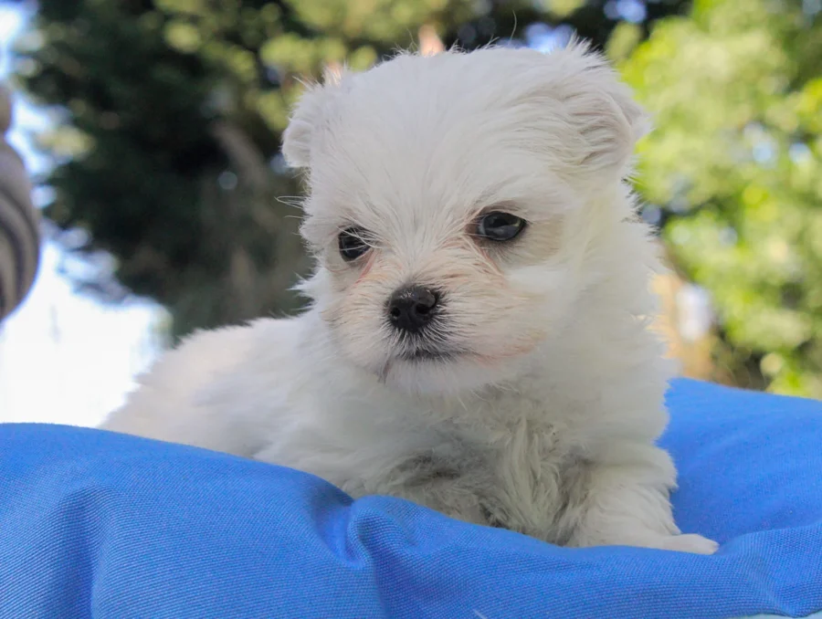 Maltese Eddie5