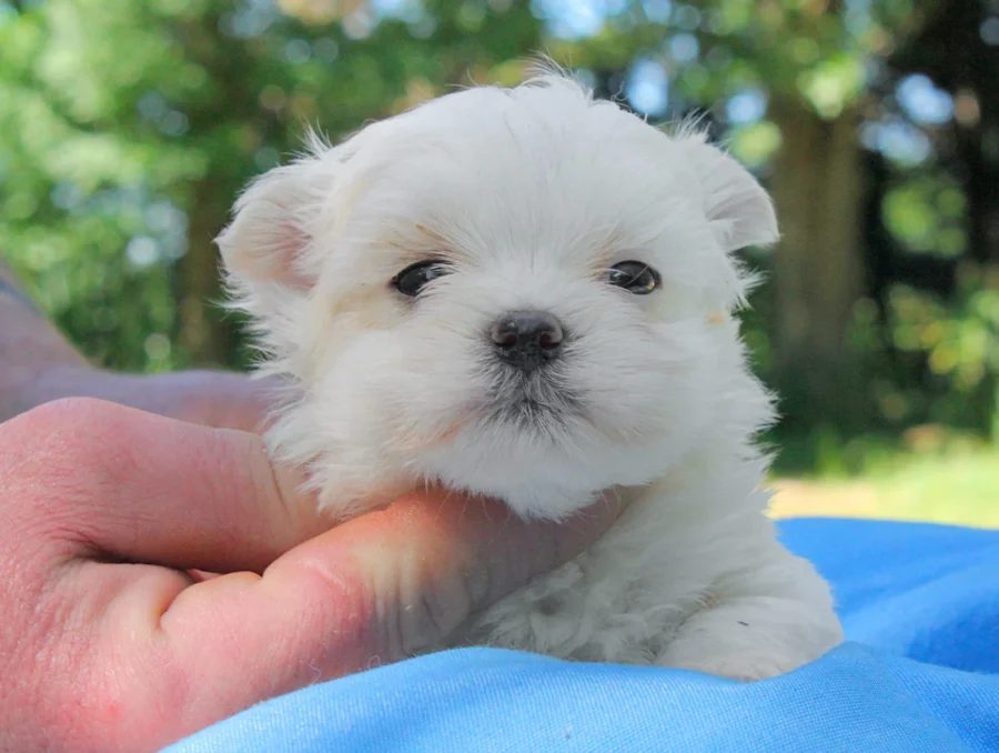 Maltese Kimo1