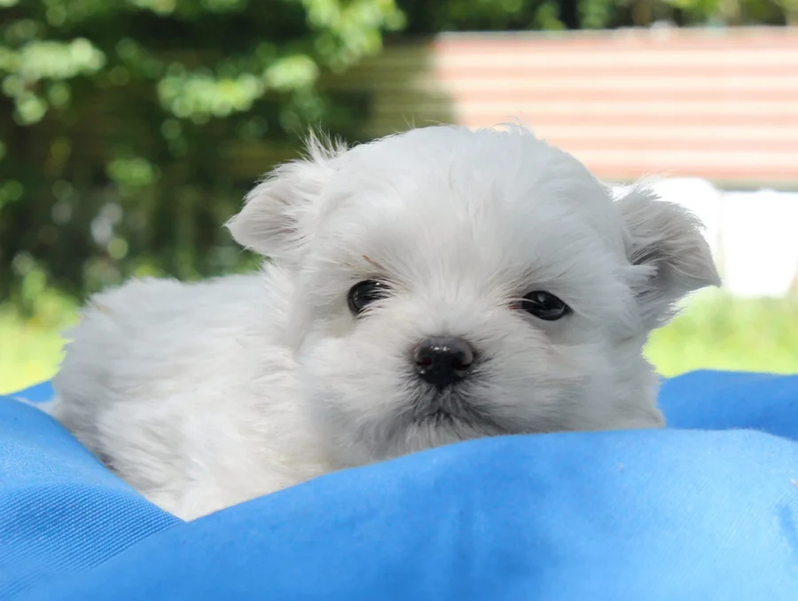 Maltese Kimo2