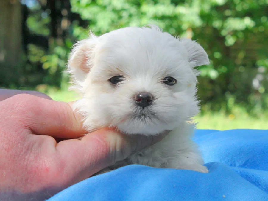 Maltese Kimo3