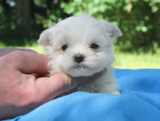 Maltese Kimo4
