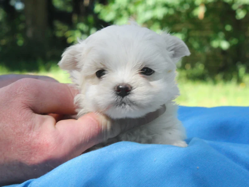 Allevamento Maltese