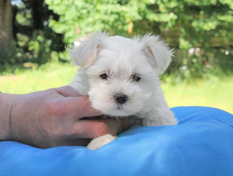 Allevamento Cuccioli Maltese