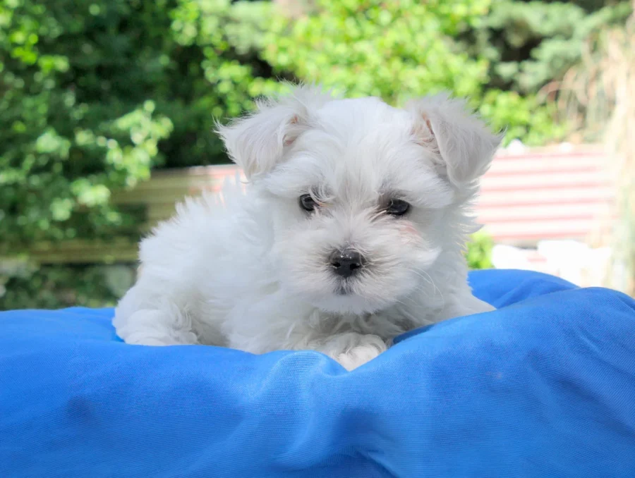 Maltese Momo2