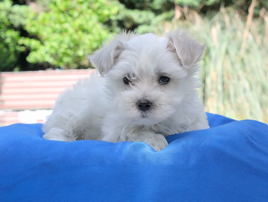 Maltese Momo3