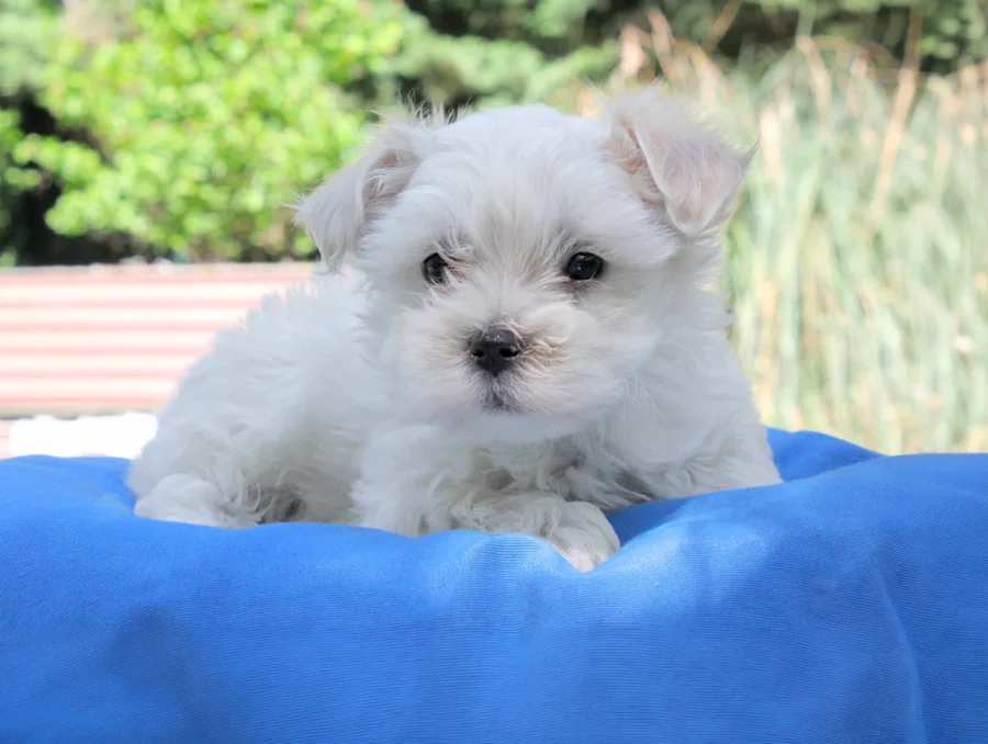 Maltese Momo4