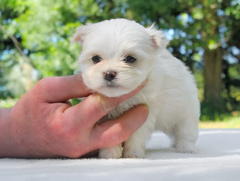 Cuccioli di Maltese