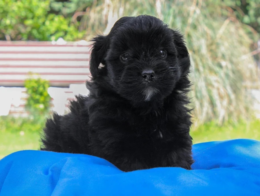 Maltipoo Bowie1