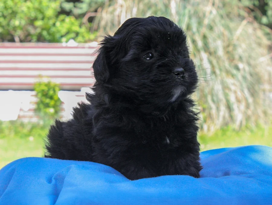Maltipoo Bowie2