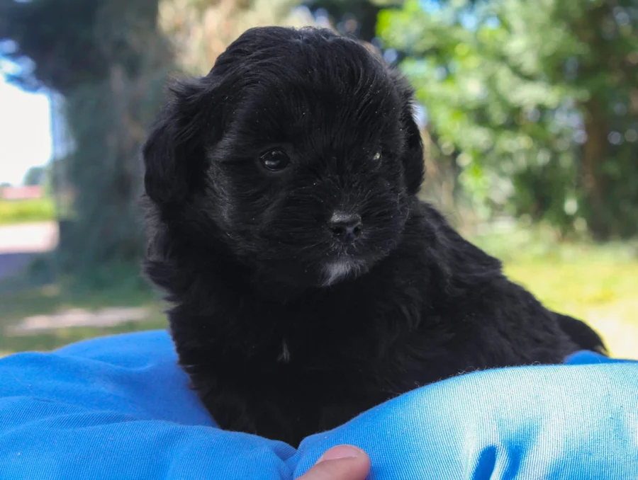 Maltipoo Bowie3