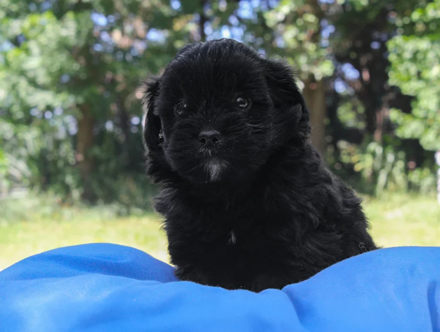 Maltipoo Bowie4