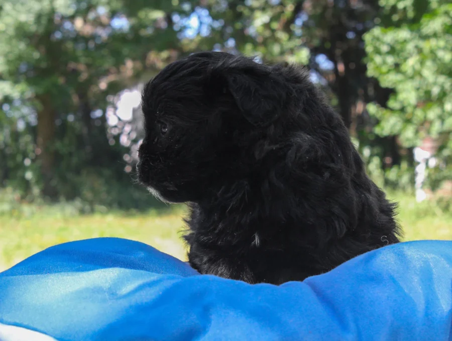 Maltipoo Bowie5