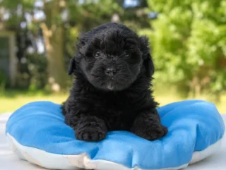 Maltipoo Dino1
