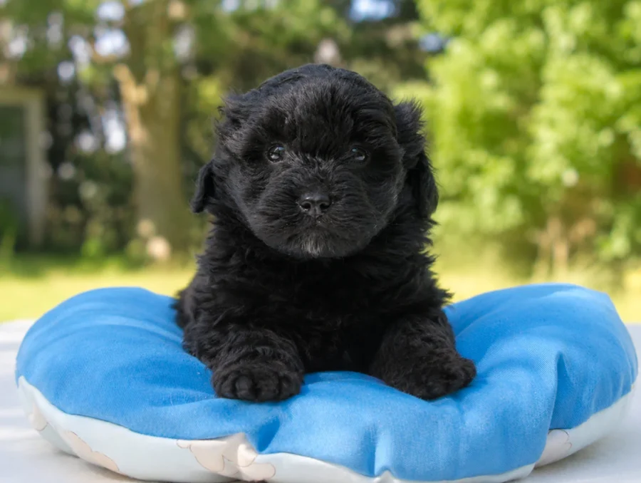 Maltipoo Dino1