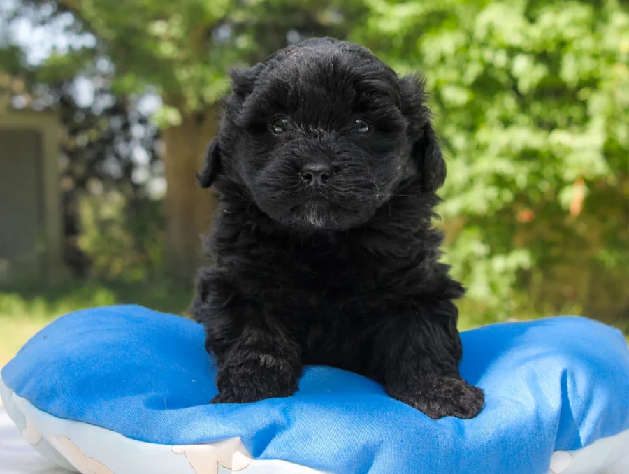 Maltipoo Dino2