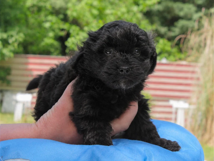 Maltipoo Dino3
