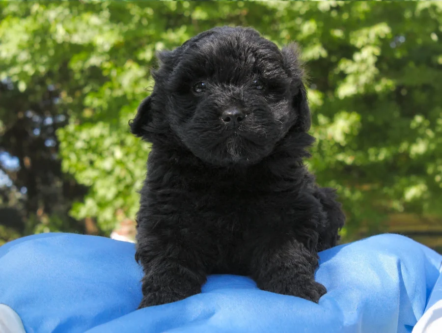 Maltipoo Dino4