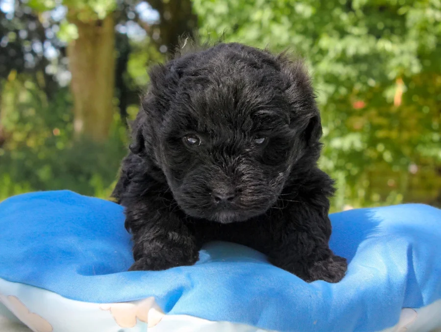 Maltipoo Dino5