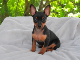 Pinscher Myka4