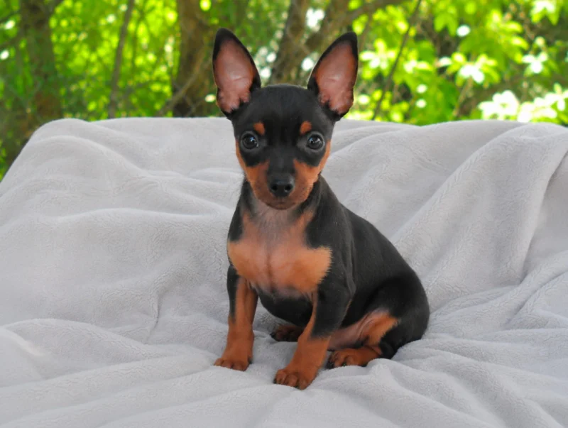 Vendita Cuccioli Pinscher