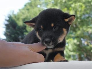 Shiba Inu Asha1