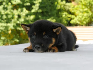 Shiba Inu Asha4
