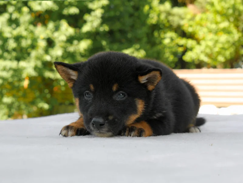 Vendita Cuccioli Shiba Inu