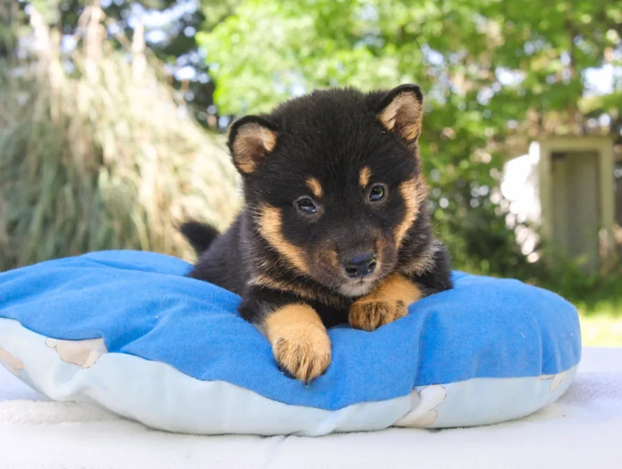 Shiba Inu Drako1
